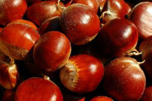 栗子(北京密云)