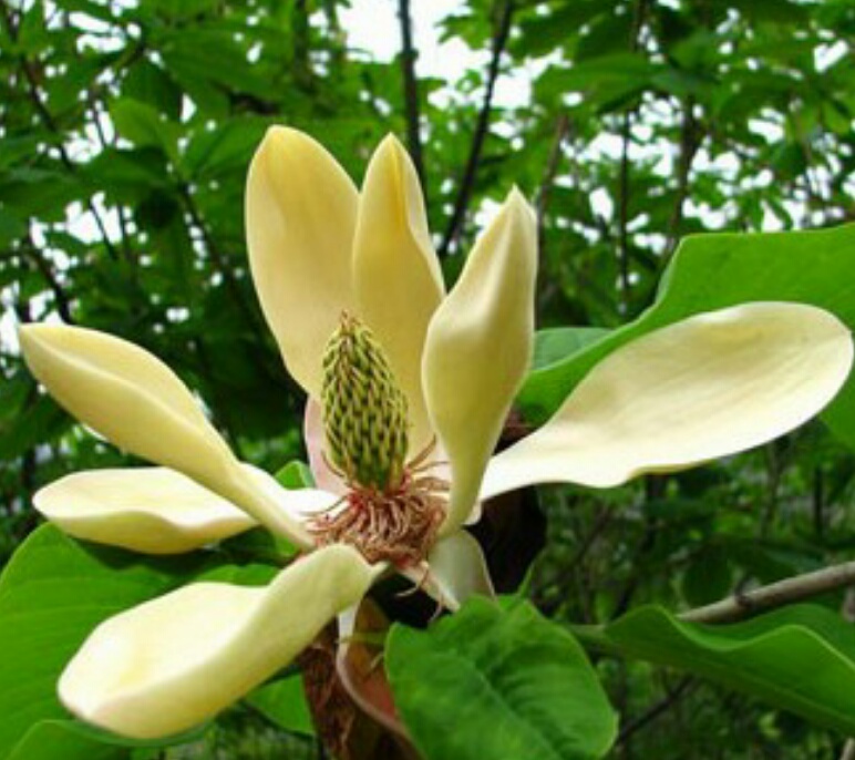 厚朴花