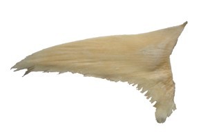 金鲨鱼翅（干）