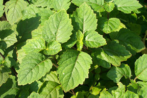 藿香叶