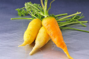 黄胡萝卜