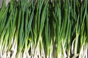 细香葱