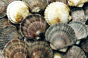扇贝