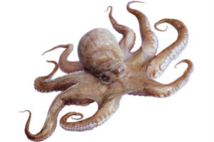 章鱼